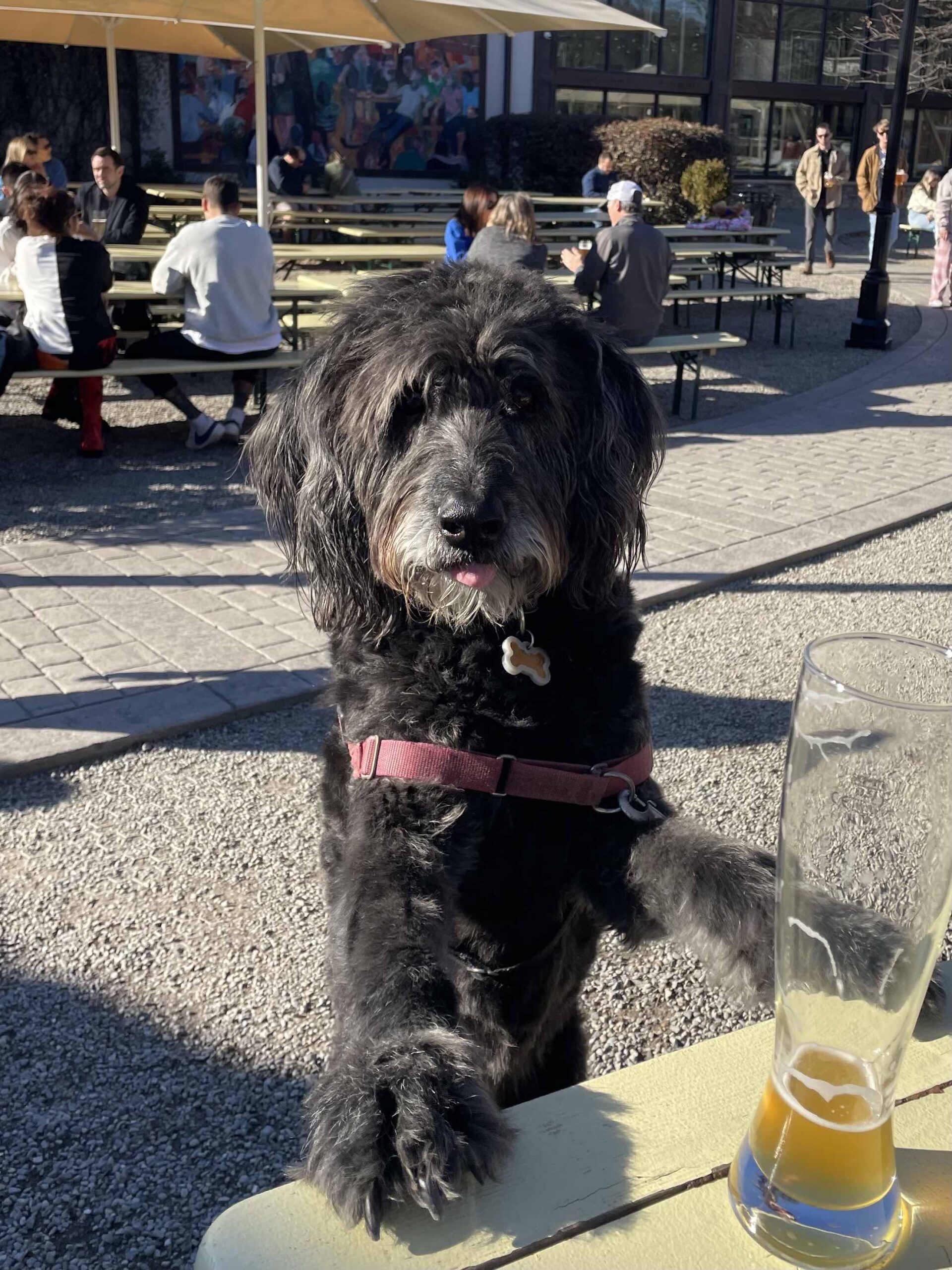 Pet-Friendly Beer Destinations: Charlotte